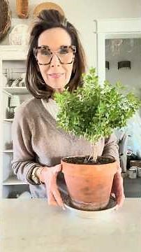 Easy Boxwood Topiary DIY