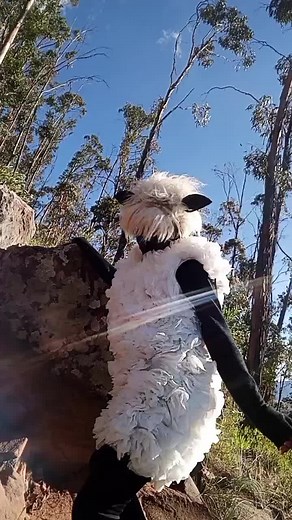 Ovejitas en Bolivia: Contenido Creativo en TikTok