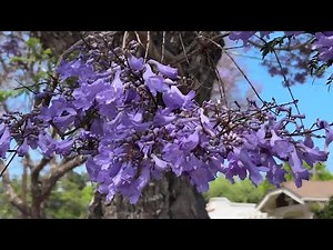 Jacaranda Trees Bloom in Santa Barbara