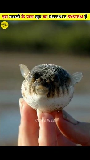 How A Puffer Fish Defend Itself