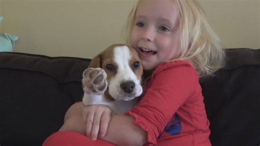 Attention Seeker—Cute Beagle Puppy's Hilarious Barking and Crying