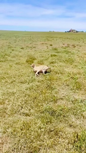 Cheetah vs leopard 🐆🐆 #viralvideoシ #viralshorts #wildlife #facebookviral #fypシ゚viralシ #wildlifeplanet #instagram | Äb Hâ M Îđ