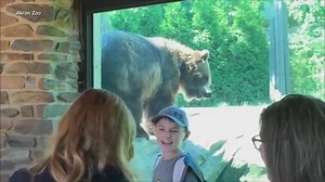 VIDEO: Ohio zoo visitors delighted by bear dancing away itch