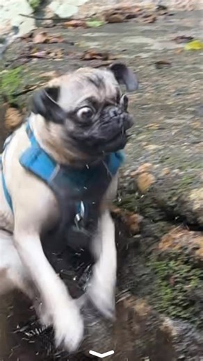 Puglo | Dog Friendly Travel on Instagram: "The eyes say it all 👀 He’s got those long legs, but sometimes the jump doesn’t quite land. Don’t worry, Puglo made a full recovery and is already plotting his next leap 😂 Follow for more silly pug shenanigans around the world #adventurepug #activepug #pugsoftheday"