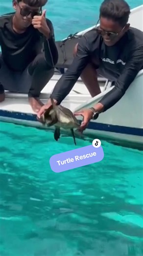 Watch this tour guide rescue a helpless turtle tangled up in trash 🐢 #turtle #turtlerescue #animalrescue #goodnews