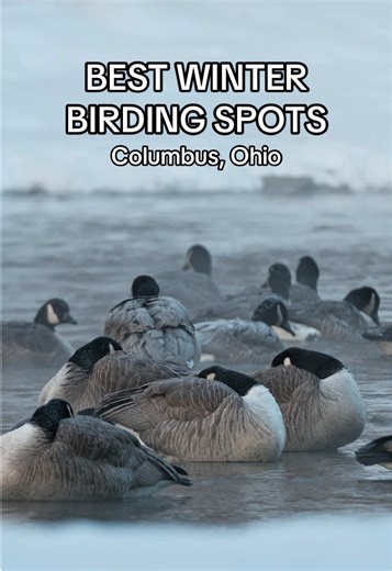 Columbus, Ohio has so much to offer birders in winter! These are my top 3 favorite spots you’ll want to save for later and why: 1. Griggs Reservoir Park Best spot IMO to see Bald Eagles in winter! Got multiple sightings everytime I went. Also, in peak winter when most water sources are frozen, this is the spot for all water birds and winter guests like the Kinglets. 2. Alum Creek State Park In early winter before the water freezes over, this is a great spot for Bald Eagles and diving ducks. Deep