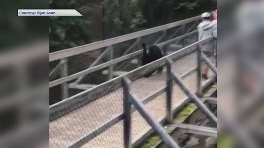 Close encounter with bear in Jasper National Park