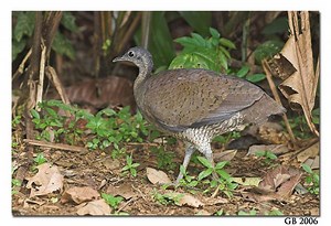 Great tinamou - Alchetron, The Free Social Encyclopedia
