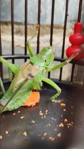 Great Green Bush-Cricket (Katydid) Live Sound | Real Insect Call in Nature