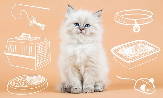 New Kitten Checklist: 11 Things Your New Kitten Needs | Chewy
