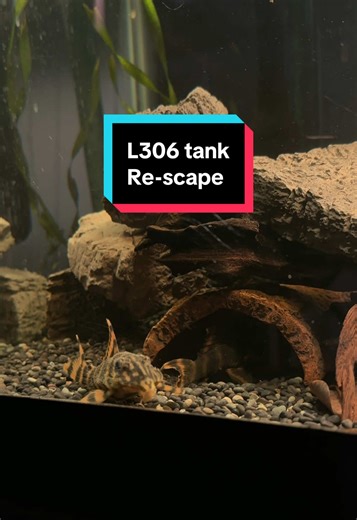 Transforming My 55 Gallon L306 Tank: A Scape Journey