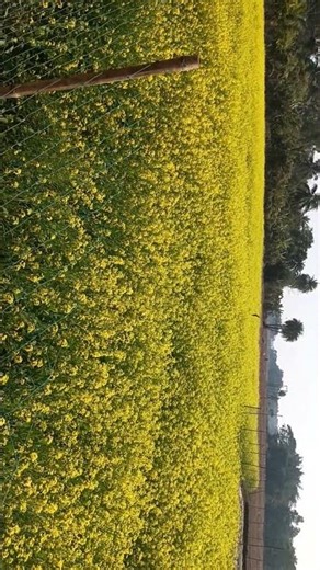 mustard flower song