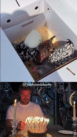 David Beckham Birthday Surprise with Chickens 🐓🎉