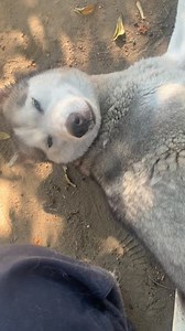 35 reactions · 13 shares | LA Animal Services is continuing to provide enrichment for our animals through our Boredom Busters program. Misteek (#A1764036) is enjoying all the love!  Misteek is 3-years-old and weighs 43-lbs. If you are interested in adopting or fostering Misteek, please contact our East Valley Center. LA Animal Services would like to thank our staff for their continued dedication and the community for their ongoing support. | LA Animal Services | Facebook