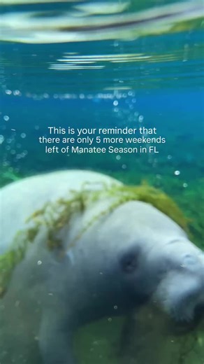 Cooler mornings are rolling in once again and this coming week is the perfect time to make those last-minute plans to join us on the water at Silver Springs State Park. 🛶✨ When temperatures drop, the manatees gather near the warm spring vents — which means your chances of experiencing those slow, magical moments with them are at their very best. Clear water, peaceful morning light, incredible wildlife, and scenic spring views that truly don’t feel real. This could be one of your last chances th