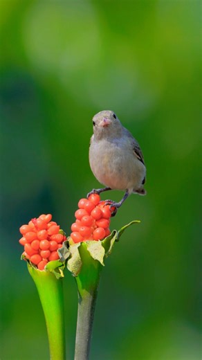 Pale-billed Flowerpecker in stunning 4k HDR
