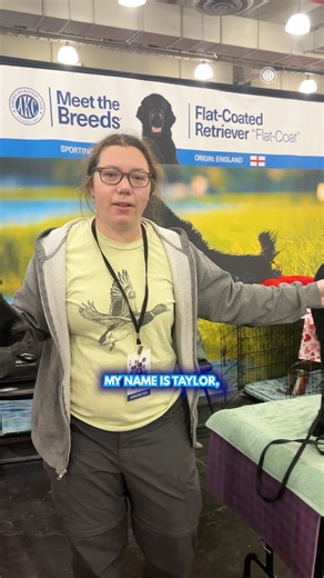 Flat-Coated Retriever Facts ⬇️ 🐾 They're known as the "Peter Pan" of the Sporting Group because they mature slowly. 🐾 Per the standard, they come in solid black or solid liver. 🐾 Alternate breed names have included the Wavy-Coated Retriever, the Black Wavy Retriever, and Smooth-Coated Retriever. Learn more: https://bit.ly/472oTmT | American Kennel Club