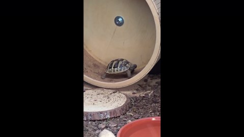 Tortoise tries running wheel for the first time in England, UK