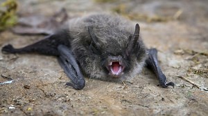 Wild bats emerging from roosts are testing positive for rabies