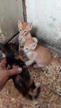 plye time #cat 🐱🐱 wairal #lifeisbutadream