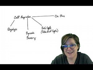 Cell respiration 1: glycolysis and pyruvate processing