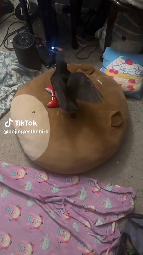 Understanding Pigeons: Care Tips and Insights