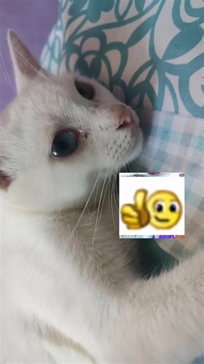 Videos de Chiriswilla 😸⬜ (meow Version) (@antonelaalienelias) con “the cat from ipanema - j1gggs”