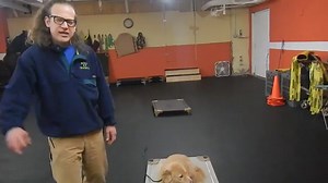 an explanation of one of the uses of the dressage whip as well as the rehab process of a dog aggressive dog and the process, at the moment he is in avoidance, and doing it on his own, just a few days ago, he was attacking my dog and has a history of attacking LOTS of dogs. | Solid K9 Training
