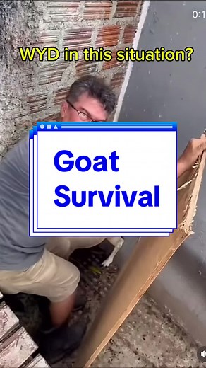 How to Survive a Goat Attack: Hilarious Tips and Tricks
