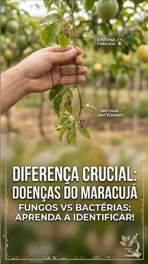 Seu maracujá está doente? Aprenda a diagnosticar agora! 📋