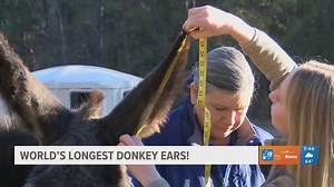 Donkey could reach world's longest donkey ears title