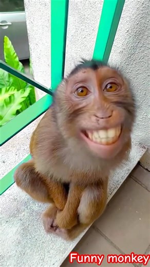This laughing monkey will make you smile too 😂🐒