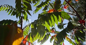 sumac tree in the autumn season with foliage changing color, changing the color of sumac foliage in autumn