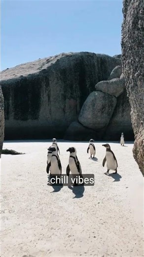 #shortsviral #animals #penguuins Penguin Walk of the Day 😂❄️ #funny #cute #travel #penguin