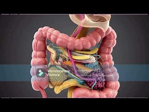 CH .4 HUMAN DIGESTIVE SYSTEM CLASS 6TH KPK