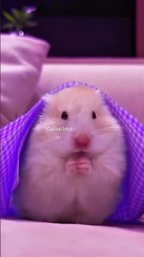 Golu molu cute patero 🥔#shorts