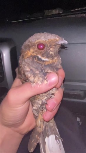 Wildlife Encounters at Night in Florida