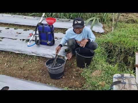 FERTILIZER MIXING & FILLING PROCESS BY A SMART FARMER READY TO SPRAY! -Agriculture Farming