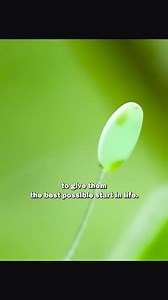 234K views · 4.4K reactions | The green lacewing #animals #lacewigs #animalworld #insects | Animal Documentary | Facebook