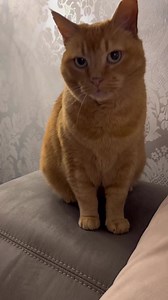 #cat #joke #husbandandwifecomedy | Gangstacats