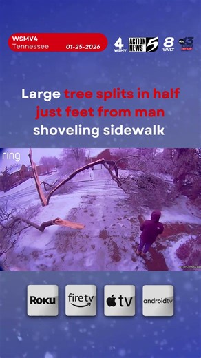 Large tree splits in half while man works close by in TN