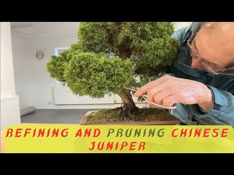 Pruning & Refining Chinese Juniper Bonsai