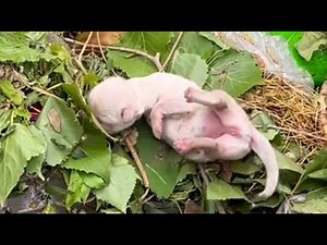 Rescued two dying puppies, took care of them carefully, and finally nursed them back to health!