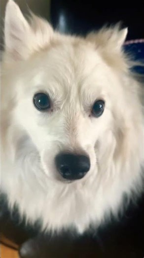 doogy