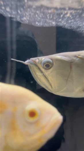 🤯 Fish Keeping is Boring? Think Again! 🐠 Aquarium Hobby Reality | Comment Benefits |