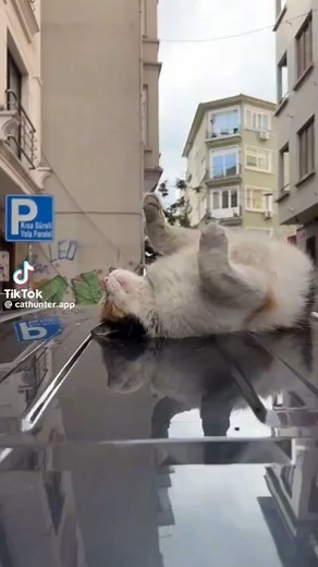 Information that is needed before adopting a cat 🐱 . . . #BridesAndYou #cats #catlife #catvideos #viralvideos #instareel #reel #reels #réel #reelkarofeelkaro #reelitfeelit #reelvideo #reelit #reelviral #instadaily #instagood #insta #instalike #instamood #instastyle Dm for credits or removal | Brides & You