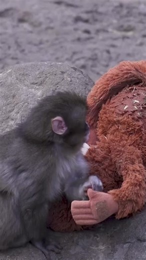 At a zoo outside Tokyo, the monkey enclosure has become a must-see attraction thanks to an inseparable pair: Punch, a baby Japanese macaque, and his stuffed orangutan companion. | Reuters