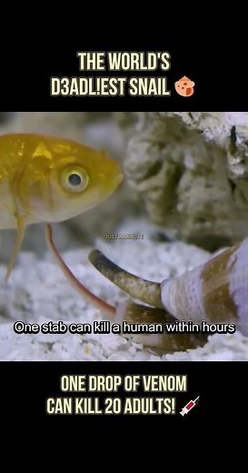 🐌🚬The Cigarette Snail 🐚 #facts