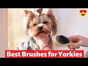 Best Brushes for your Yorkie’s Coat and Other Best Grooming Tools