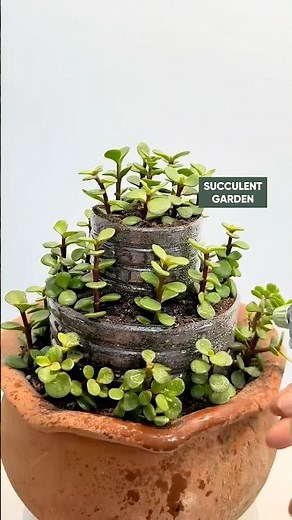 Creative DIY: Turning Plastic Bottles into Beautiful Succulent Planters